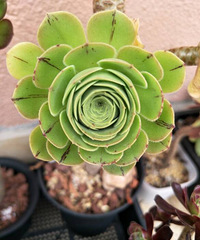 ���Ƿ�ʦ��ѽ