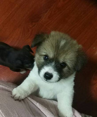 С�̹���ĸ���������