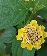 花儿都开了~