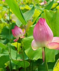 >湘湖波斯菊