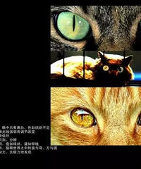 你知道吗,关于喵星人的11个秘密