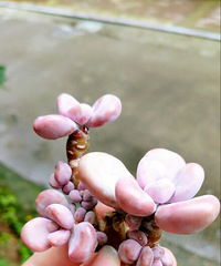 һ��������ƺ�