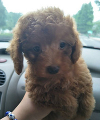 �Լ������´�̩�Ϲ����˳���