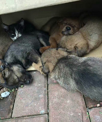 ��һ��С������Ҫ��������