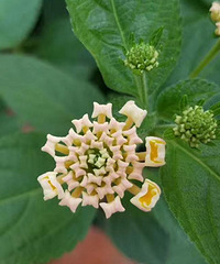 认识这种花儿吗?