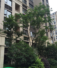 公司内部房源,低于市场价8000,东边套与西边套