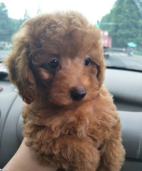 ����ֻ������