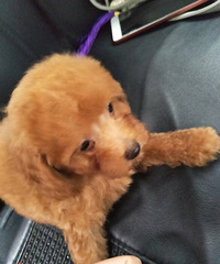 ����ֻ������