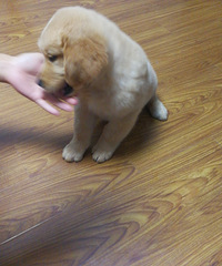 �����°���13����