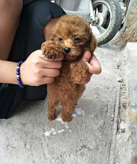 ���Ĳ���