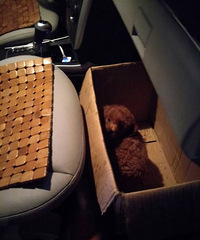 ���Ĳ���