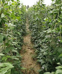 "豆角价格暴跌每斤4毛菜农亏本 养殖户低价"