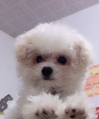 ��ɫ�豭̩�ϵܵ�