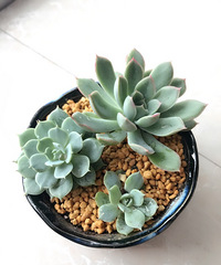 ������ʯ�ÿ�����