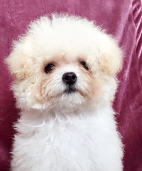 ��ɫ�豭̩�ϵܵ�