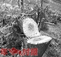 "有人砍掉水杉树种四季豆辣椒?相关部门称正"