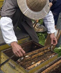 "致甜蜜使者—蜂农!金毅力牌蜂胶软胶囊"