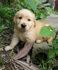 ���۴�ͷ��ë�Լҷ�ֳ