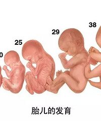 "正常胎儿多少周出生 怀孕的完整过程"