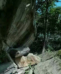 老家土蜂蜜