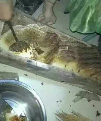 老家土蜂蜜