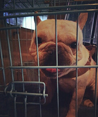 �⹷������Ԫ���ַ���