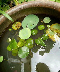 ��Ҷ�Ϸ���ʲô�������