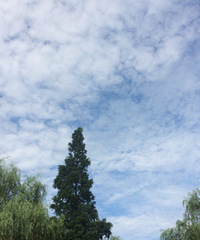 石桥路或者景芳周边租房