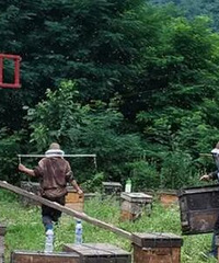 "苦不堪言的养蜂人,金毅力牌蜂胶软胶囊"