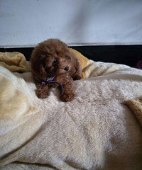 ��������̩�ϱ���