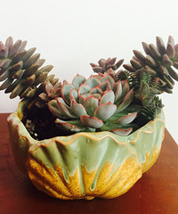 �ҵ�С�����ǣ����ס��