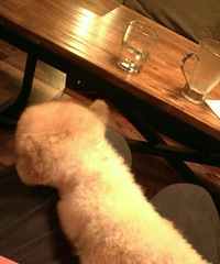 ��˿��ʺ��־