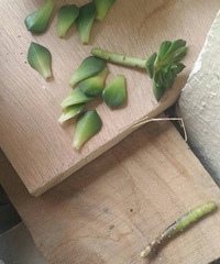 ���ˣ����ˣ�