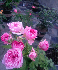 ��˵�����¼�����·�ſ�������������Ҫ��