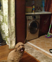 �Ҽҵ�̩�Ϲ����飬��ô�죿������