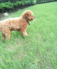 �Ҽҵ�̩�Ϲ����飬��ô�죿������