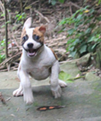 ���͹��ڶ�����ţ�ĺ��~ һֻ��ƤСĸ