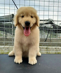 �ɰ���С�һ��ǳ����ʹ�Ҵ������