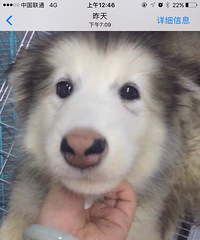 ���հ������¼Ҽ۸�� ���Ұ���˹��6ֻȫ