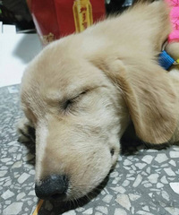 ����һֻ��ëȮ