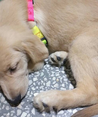 ����һֻ��ëȮ