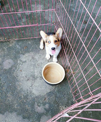 �»��ײ˼�2500