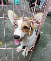 �»��ײ˼�2500