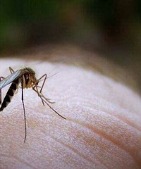 这6种方法可以消除,宝宝被蚊子叮咬后的红