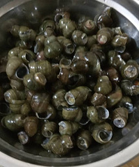 教大家炒螺蛳,夏日最佳下酒菜!