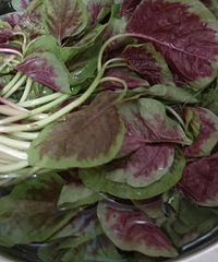 苋菜,长寿菜