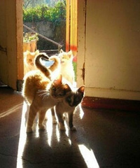 猫咪正在熟睡,这才是情侣间最好的相处方式
