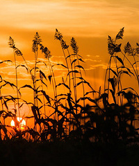 【活动】夕阳无限好!随拍晒夕阳咯!