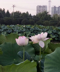 21日余杭薰衣草庄园灯光节建议大家去看看