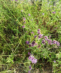 21日余杭薰衣草庄园灯光节建议大家去看看